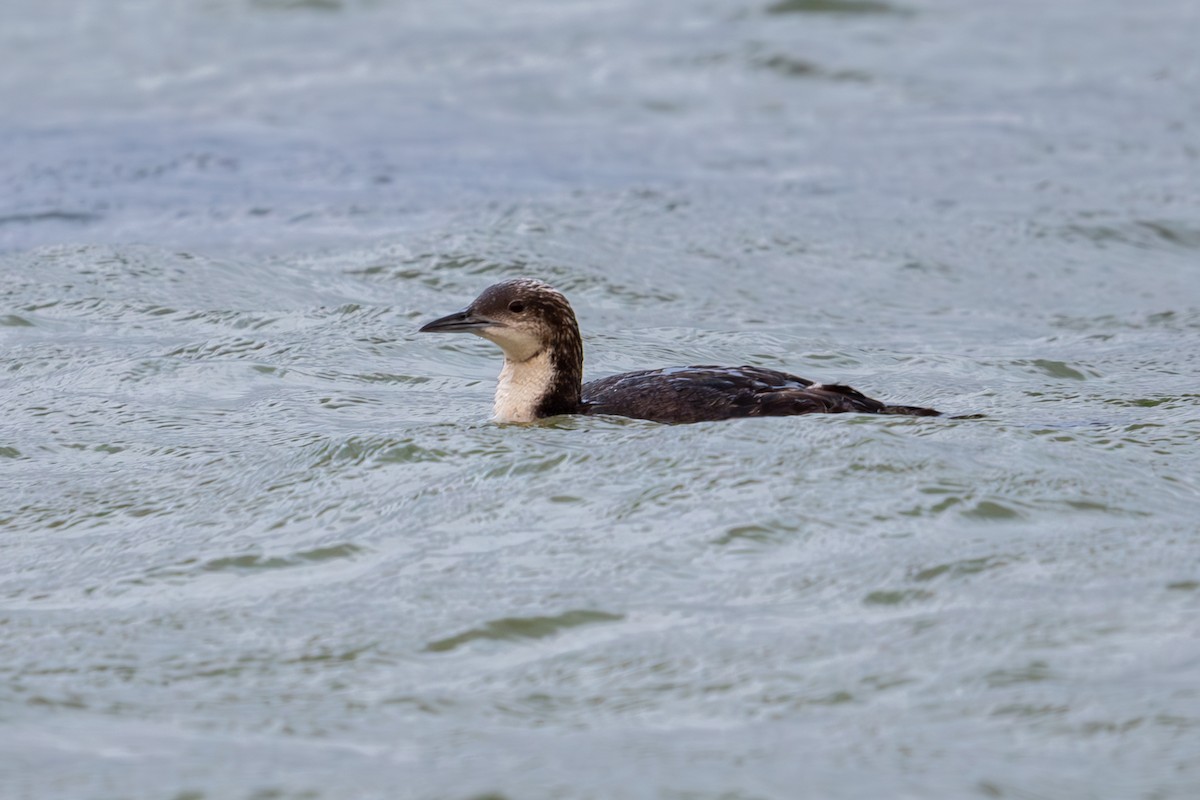 Pacific Loon - ML620790443