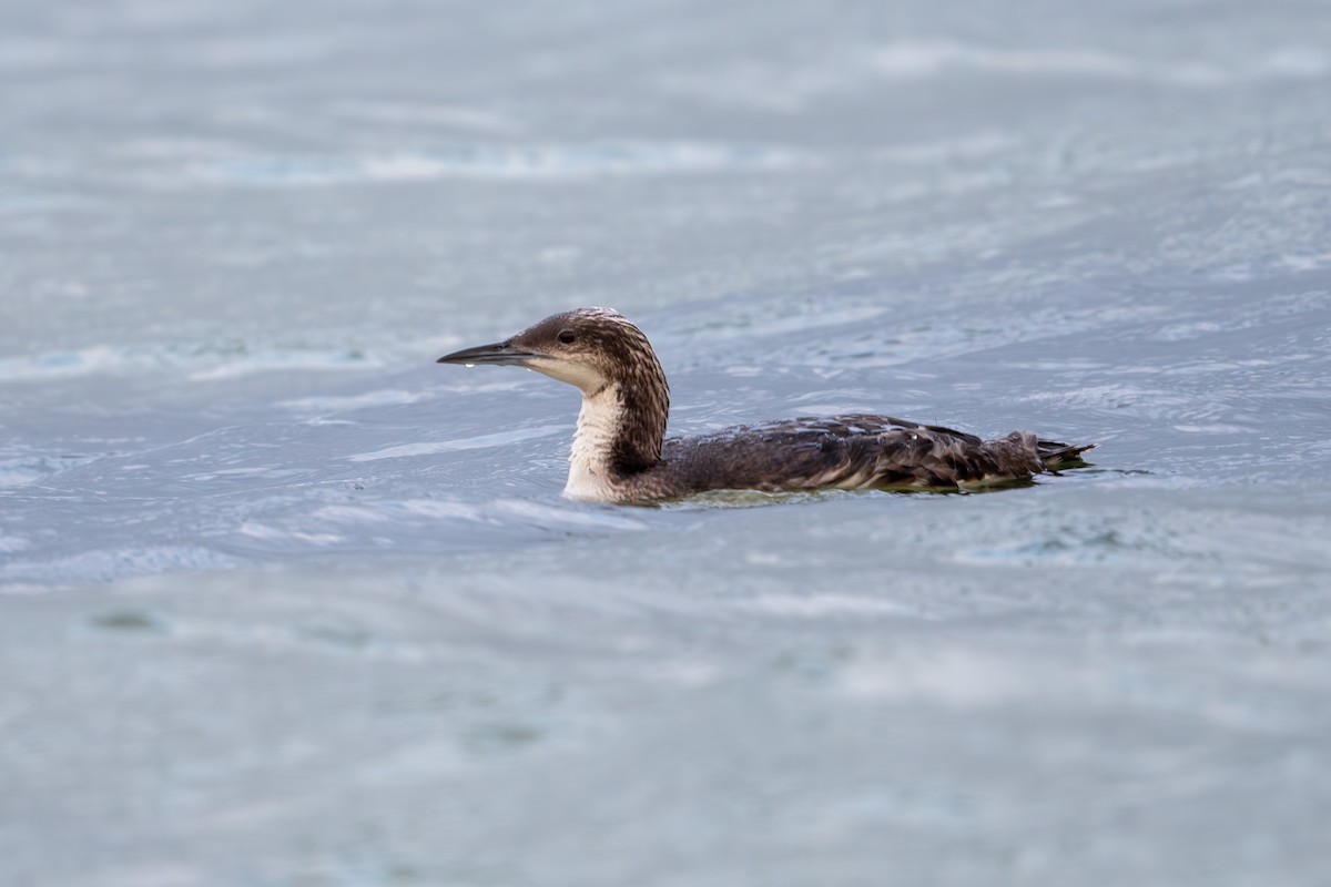 Pacific Loon - ML620790444