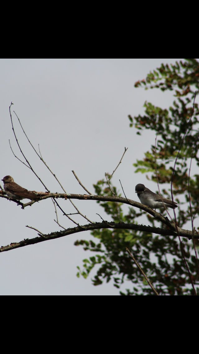 Northern Rough-winged Swallow - ML620790453