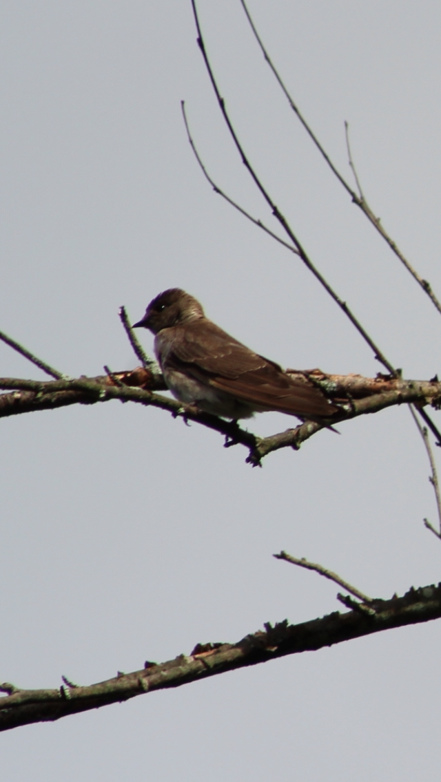 Northern Rough-winged Swallow - ML620790454