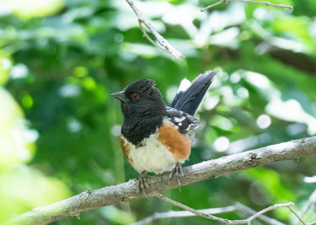 Spotted Towhee - ML620790459