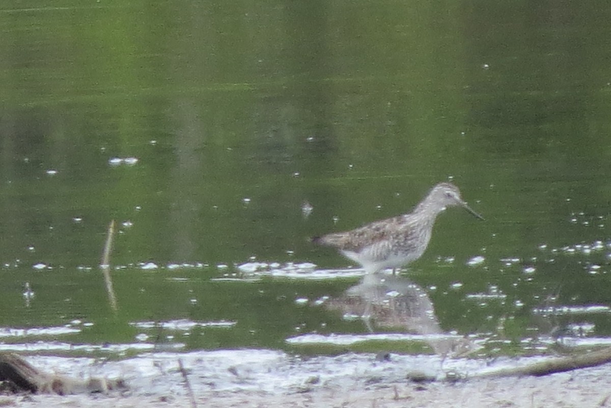 Lesser Yellowlegs - ML620790463