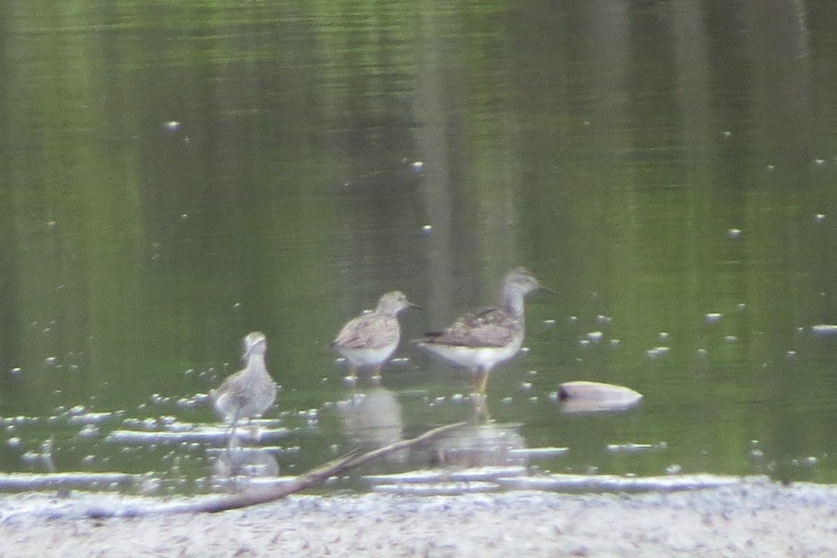 Lesser Yellowlegs - ML620790464