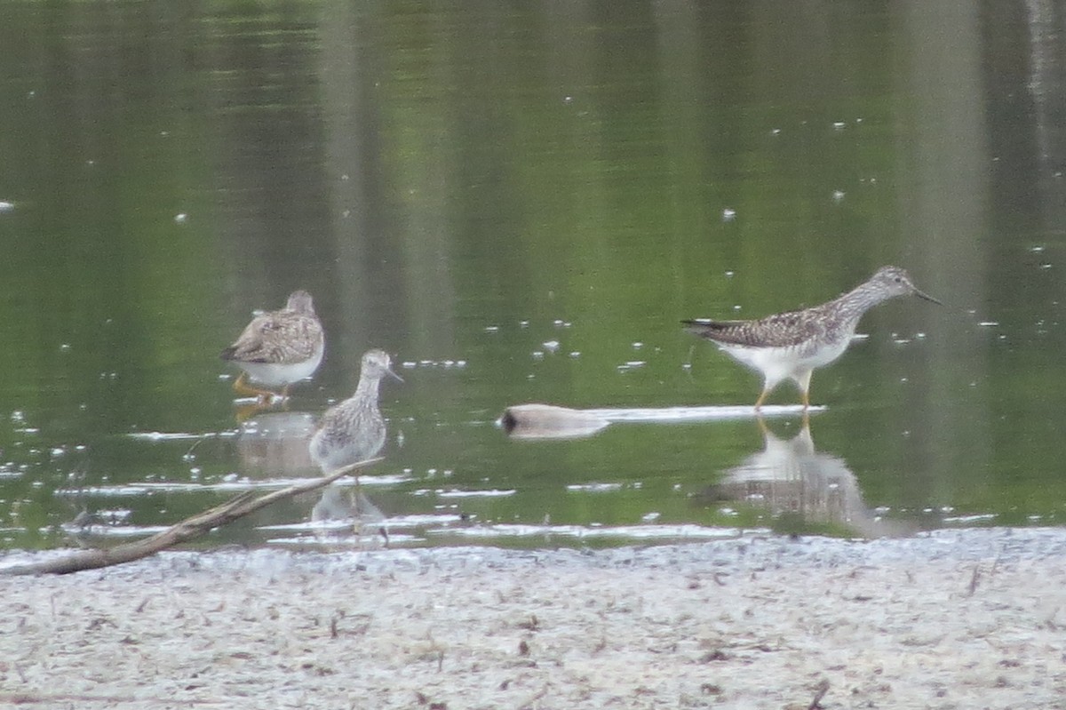 Lesser Yellowlegs - ML620790465