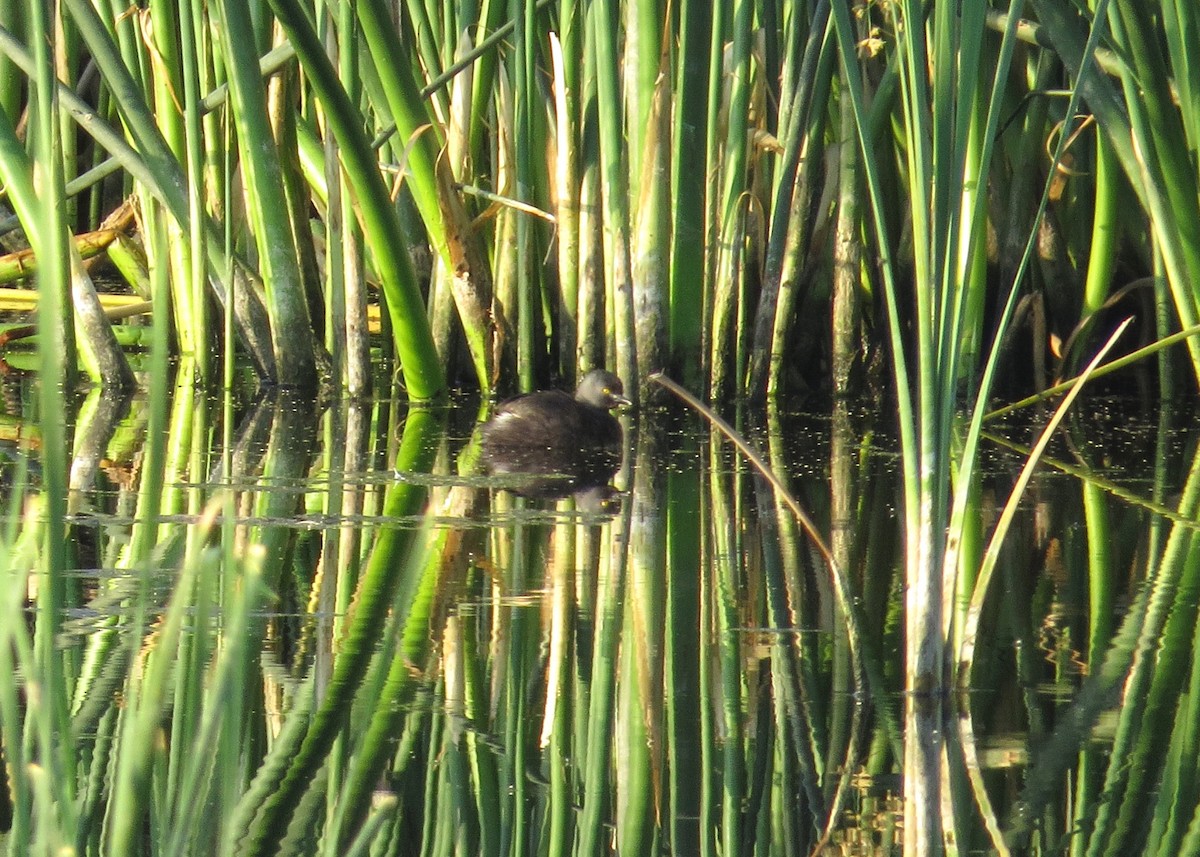 Least Grebe - ML620790466