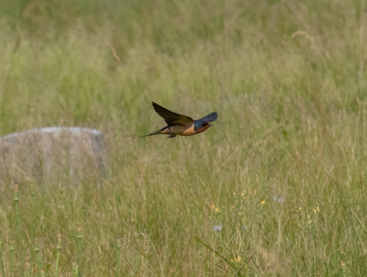 Barn Swallow - ML620790470