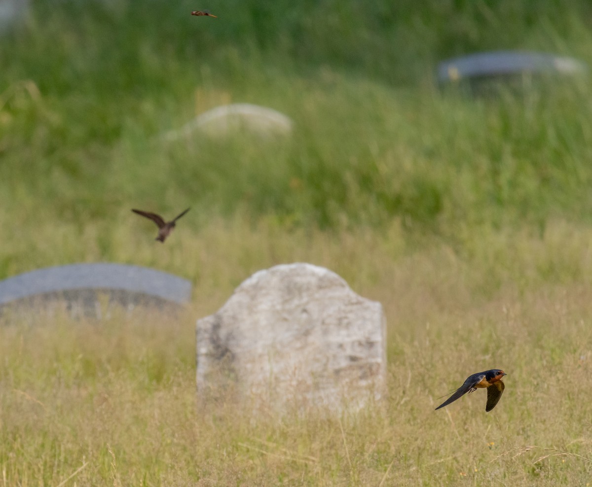 Barn Swallow - ML620790471