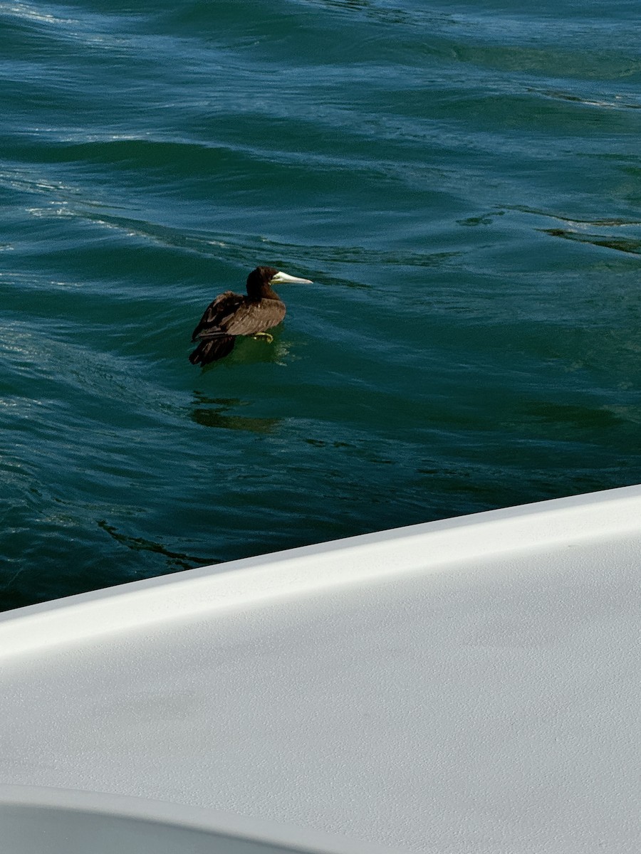 Brown Booby - ML620790472