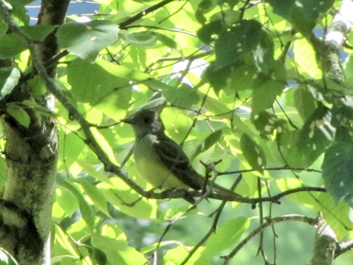 Great Crested Flycatcher - ML620790473