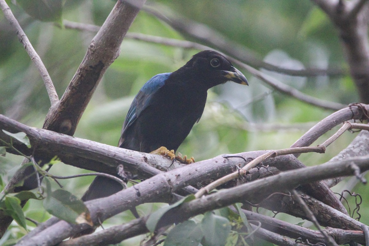 Yucatan Jay - ML620790475