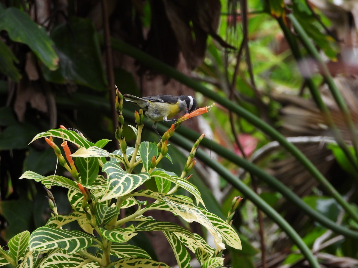 Bananaquit (Greater Antillean) - ML620790476