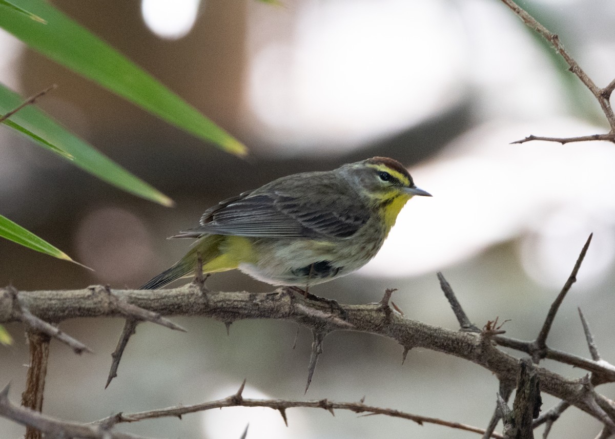 ヤシアメリカムシクイ（palmarum） - ML620790484