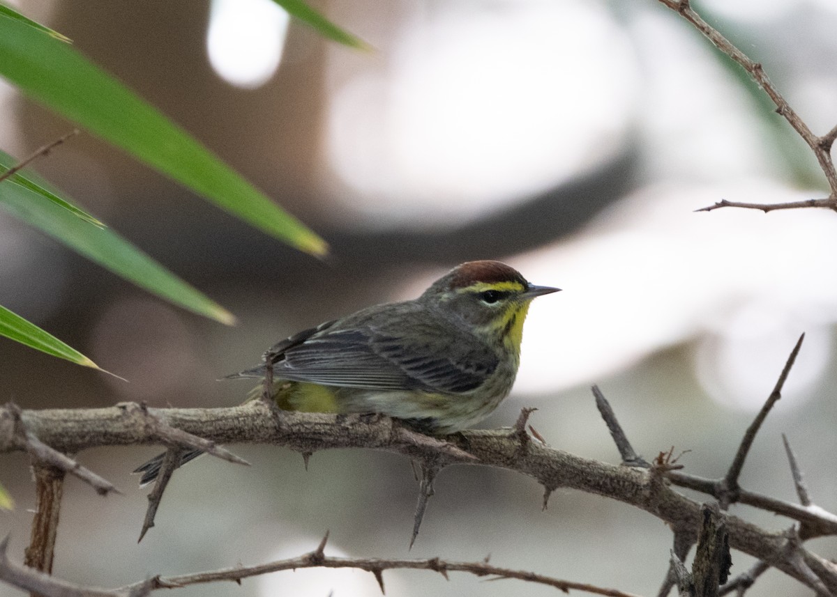 ヤシアメリカムシクイ（palmarum） - ML620790487