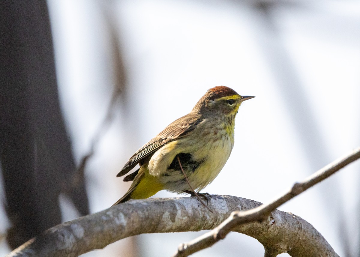 Palm Warbler (Western) - ML620790489