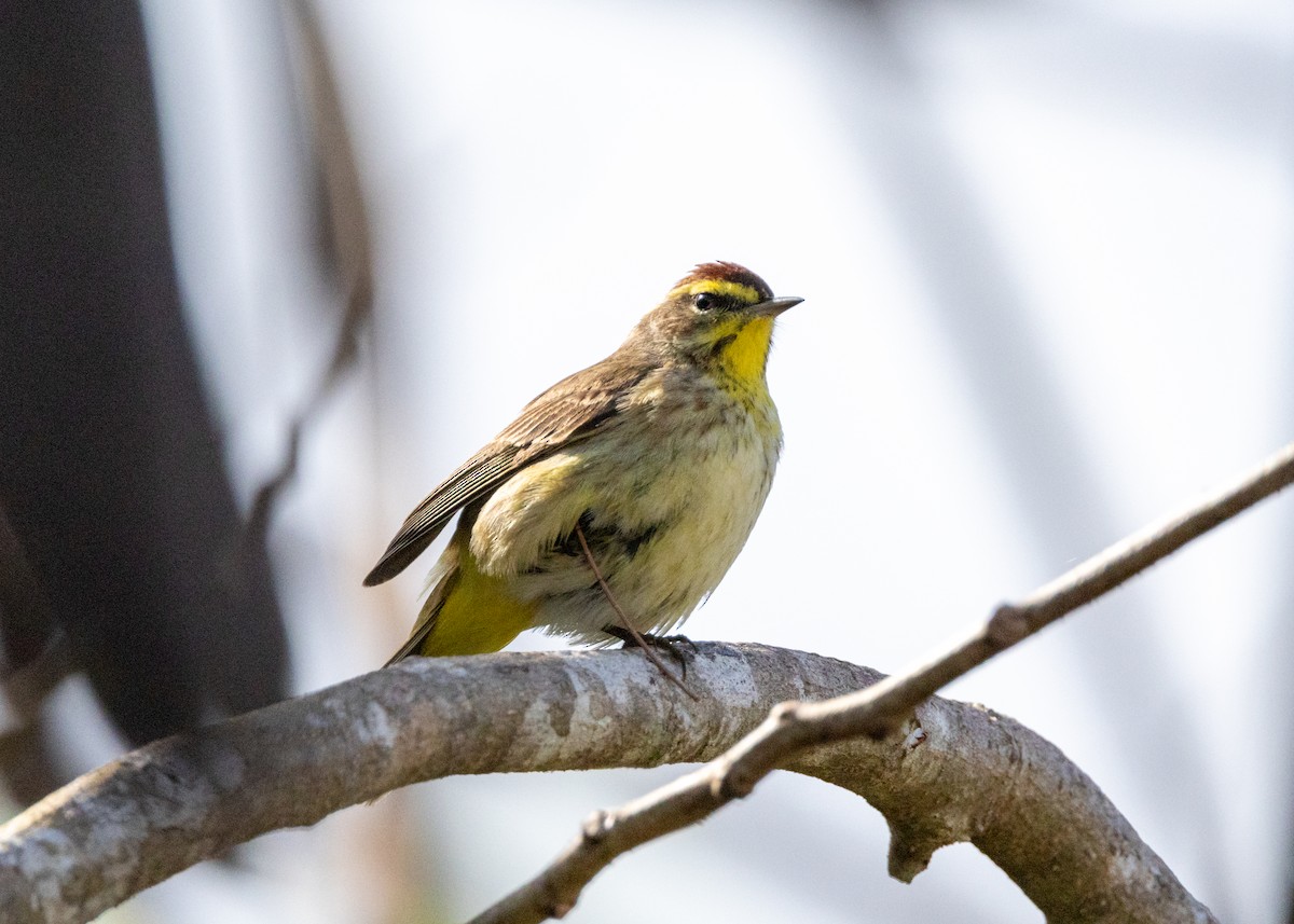 Palm Warbler (Western) - ML620790490