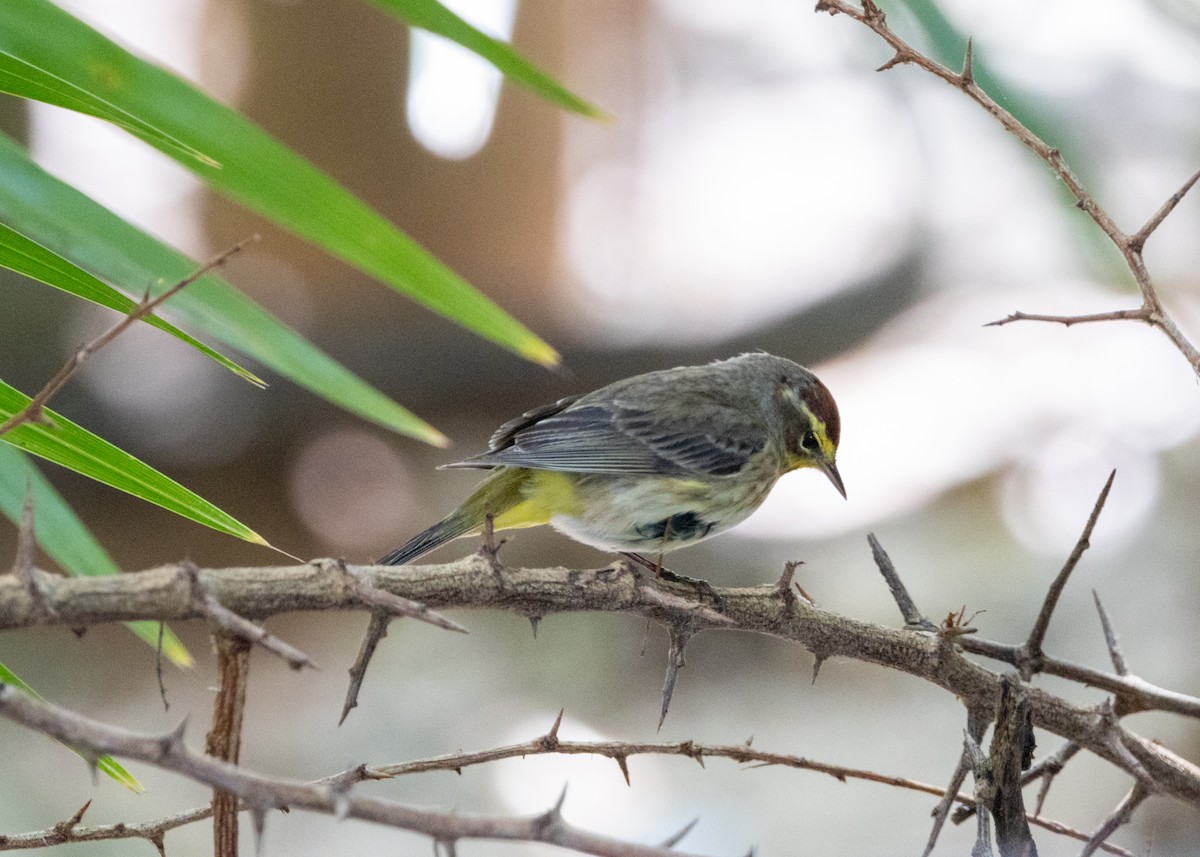 ヤシアメリカムシクイ（palmarum） - ML620790491