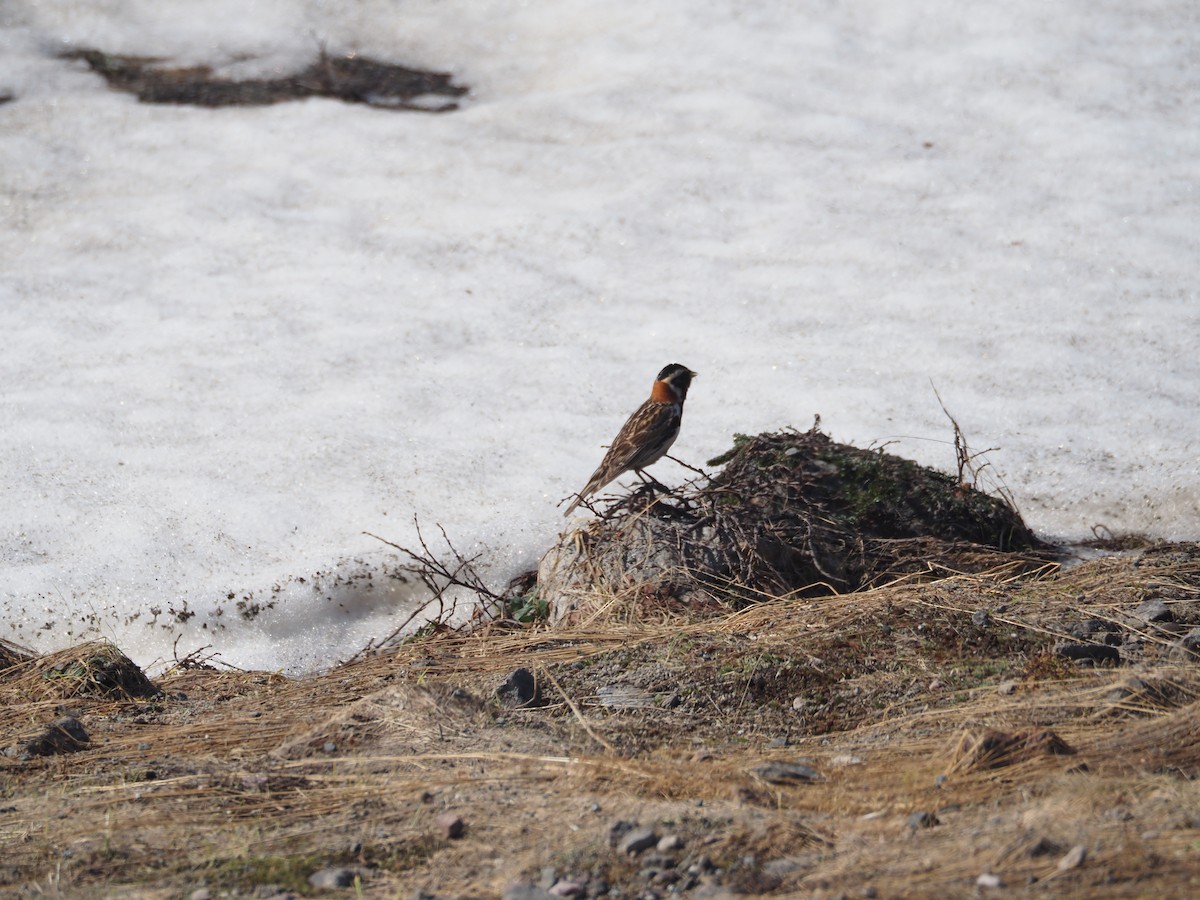 Lapland Longspur - ML620790492