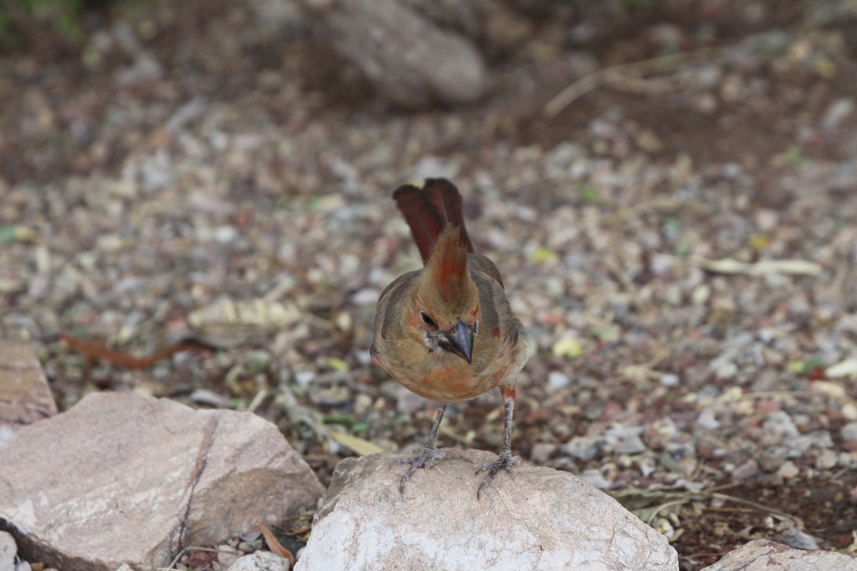 Cardinal rouge - ML620790493