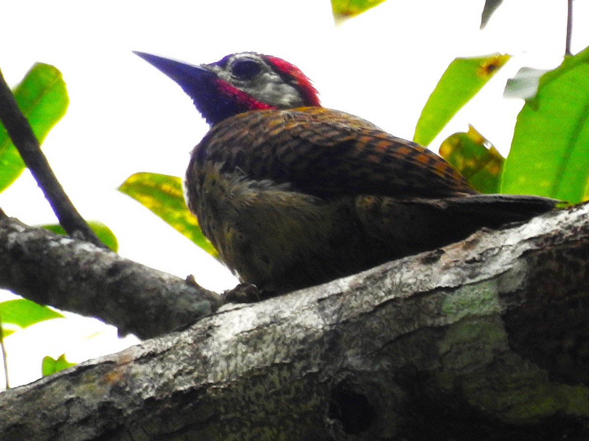 Spot-breasted Woodpecker - ML620790495