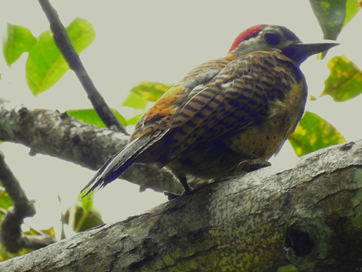 Spot-breasted Woodpecker - ML620790496