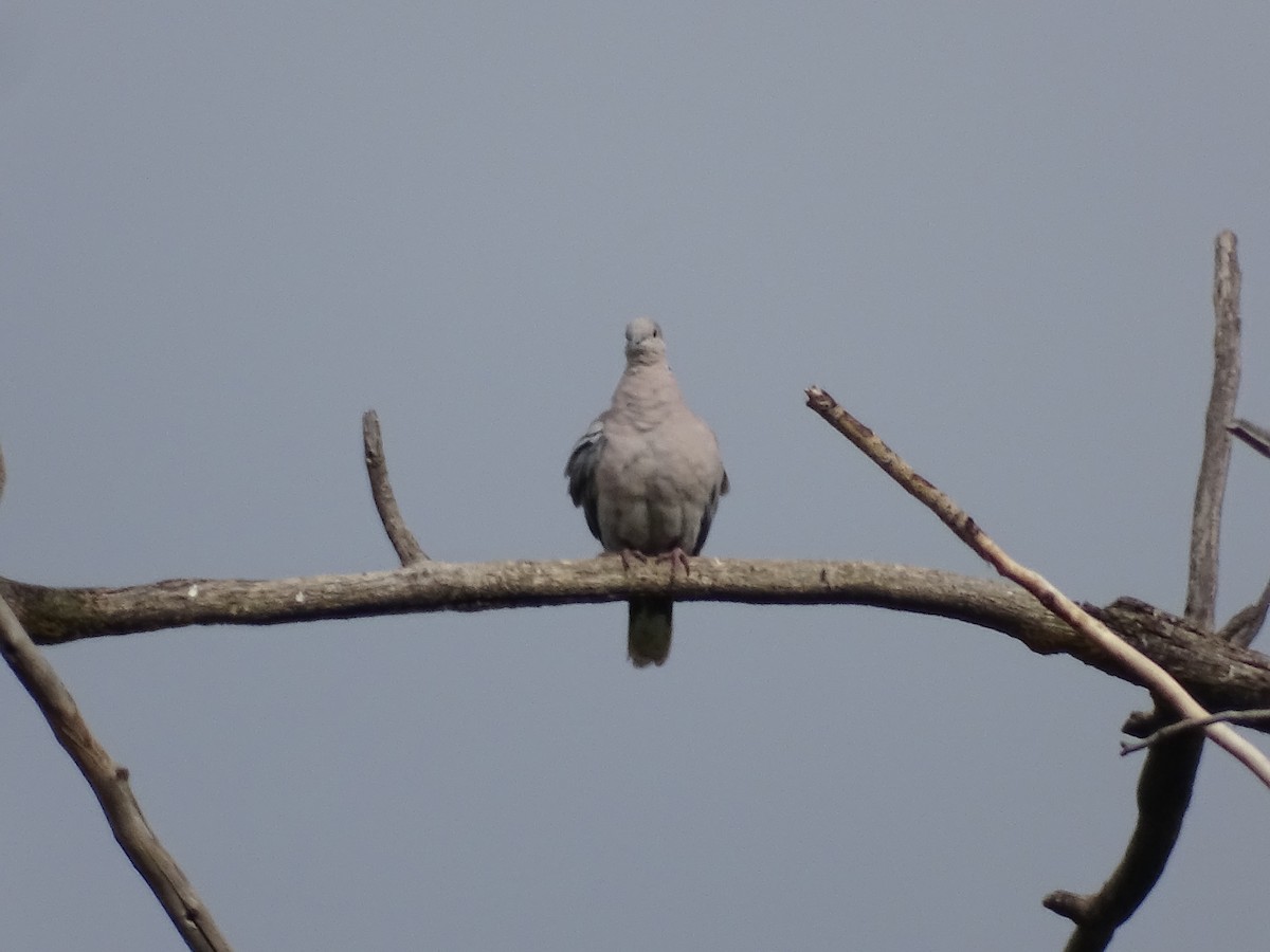 Eurasian Collared-Dove - ML620790501