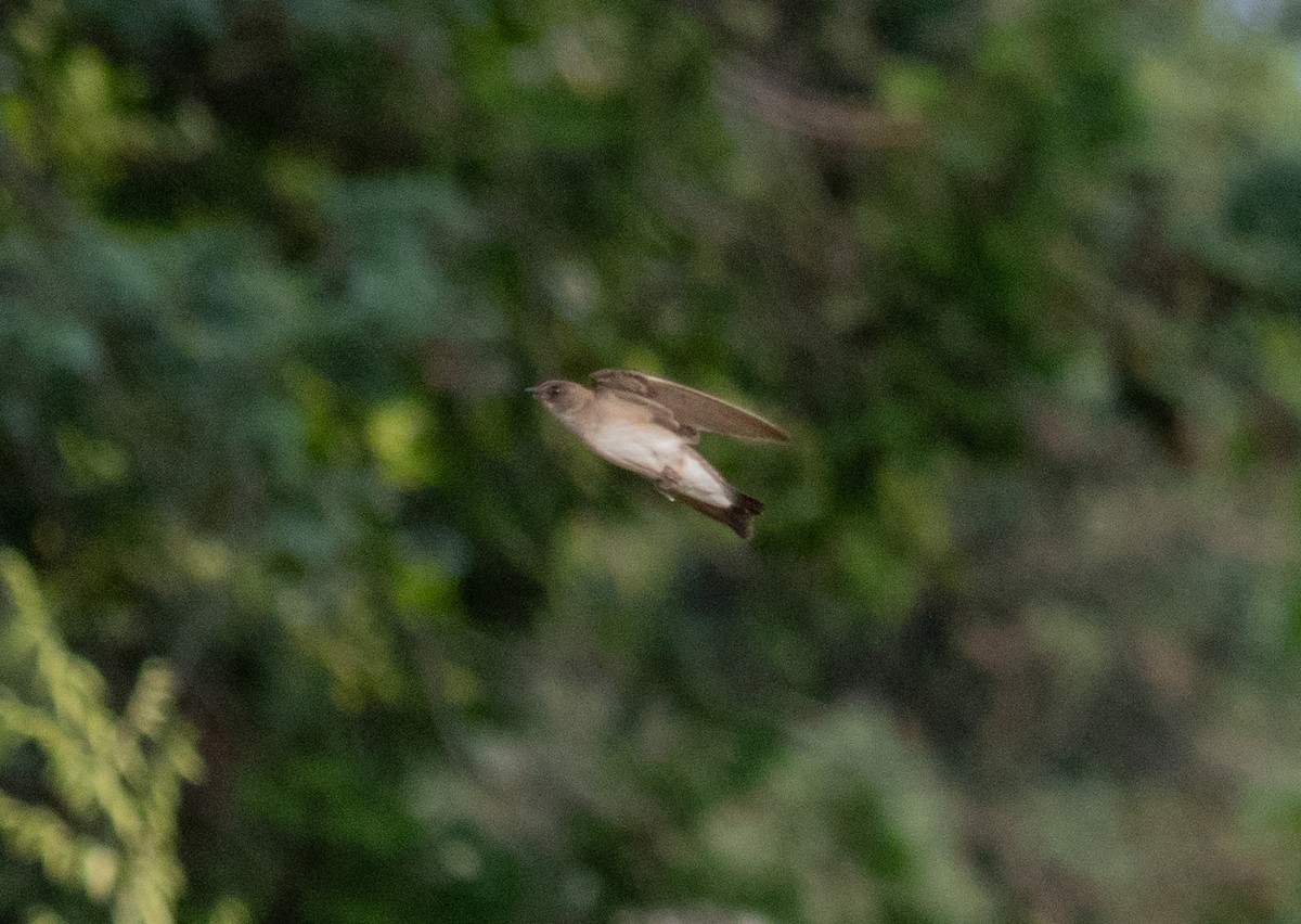 Northern Rough-winged Swallow - ML620790504