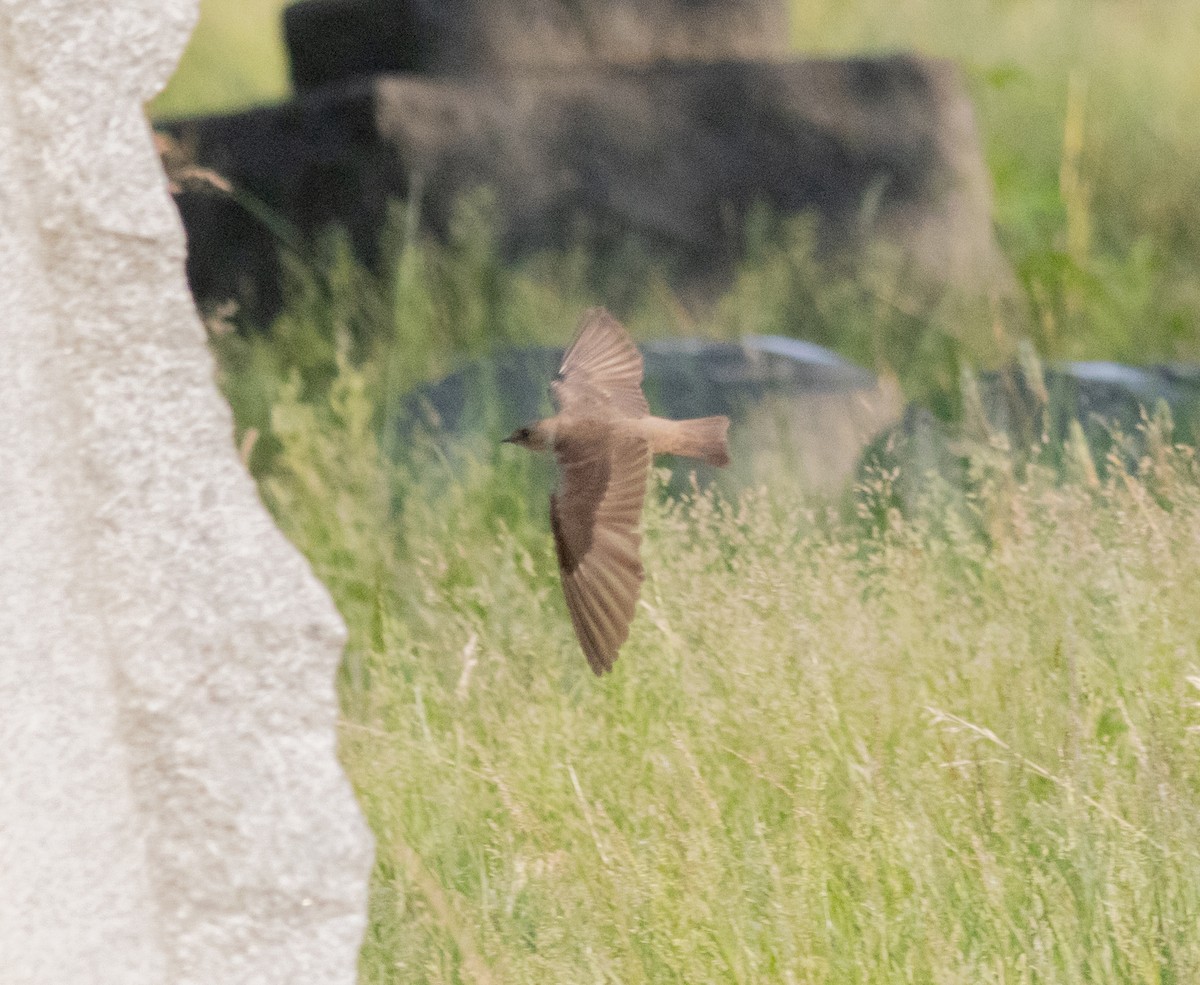 Northern Rough-winged Swallow - ML620790505