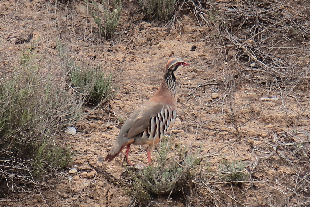 Red-legged Partridge - ML620790506