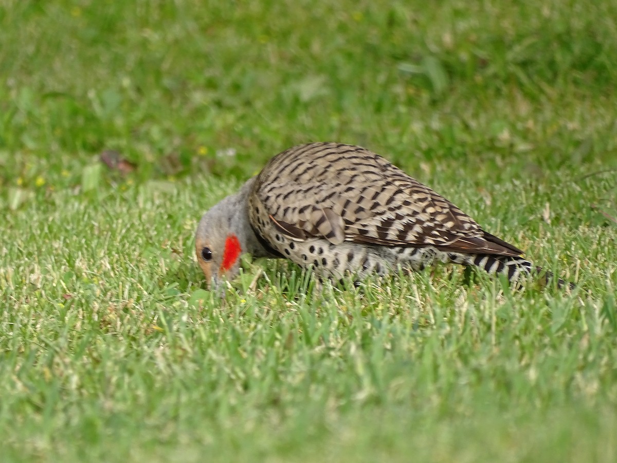 Northern Flicker - ML620790508