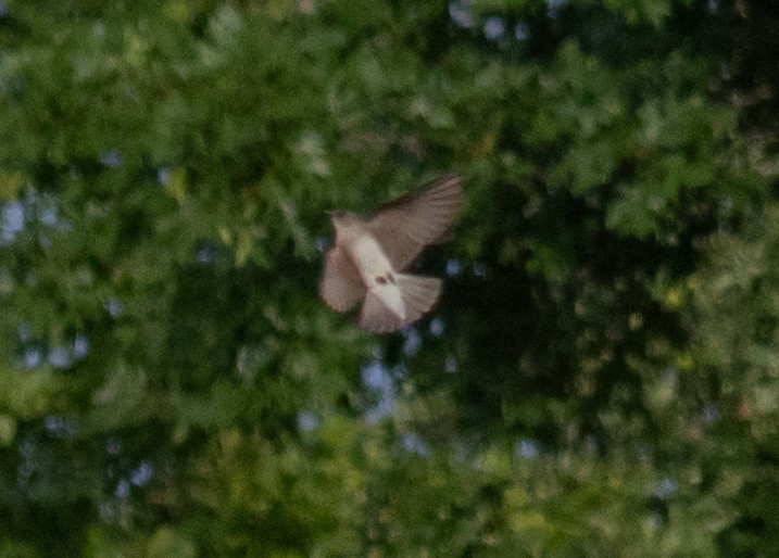 Northern Rough-winged Swallow - ML620790512