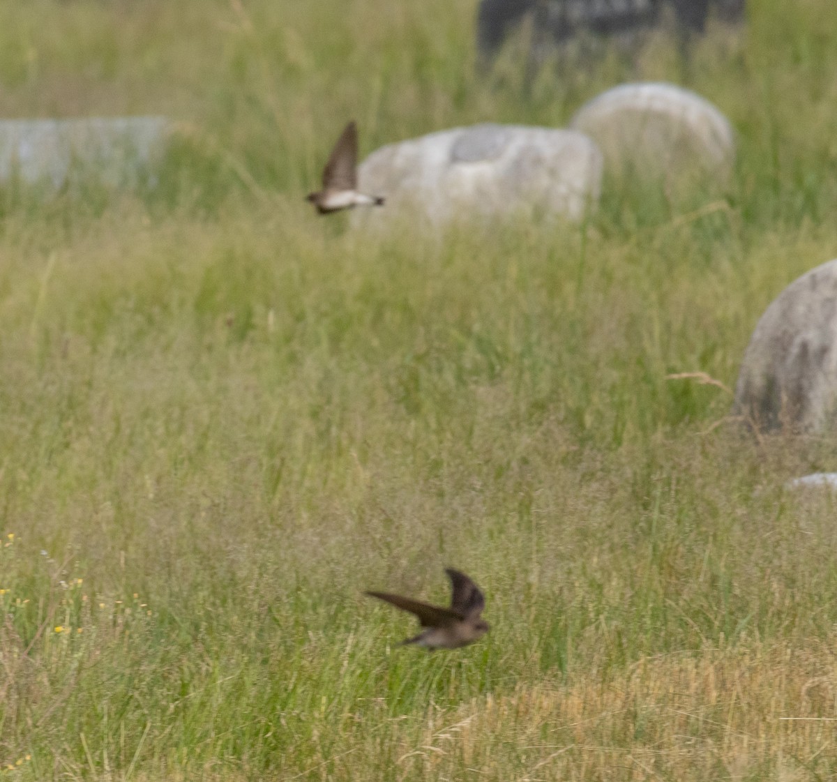 Northern Rough-winged Swallow - ML620790513