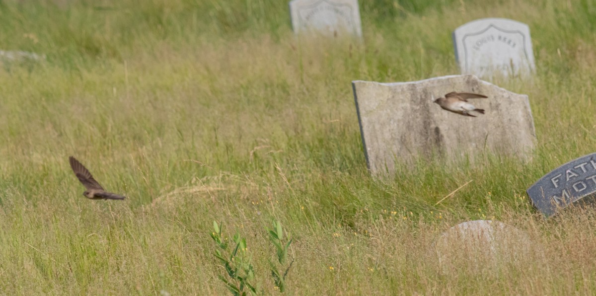 Northern Rough-winged Swallow - ML620790515