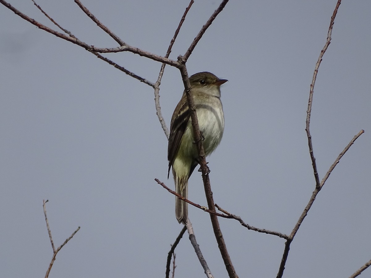 Willow Flycatcher - ML620790516