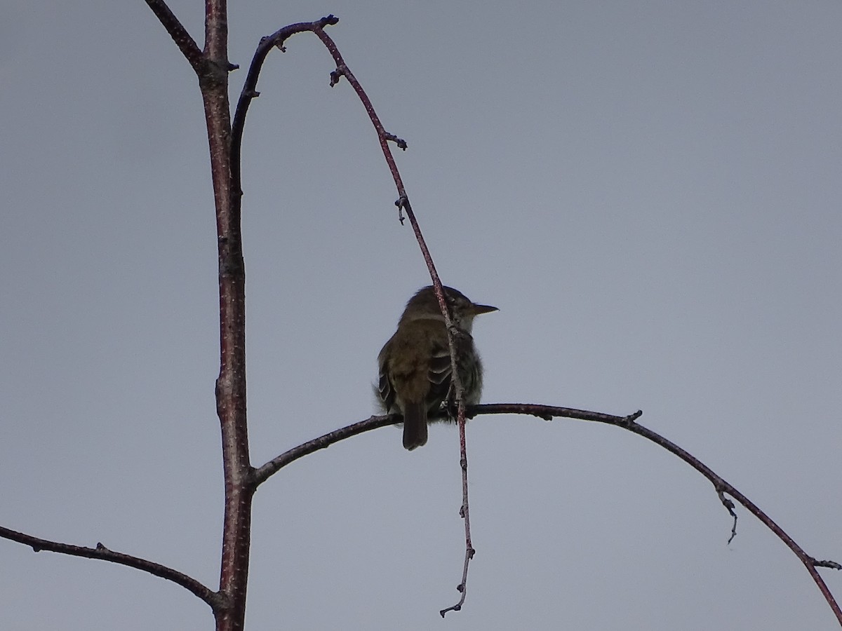 Willow Flycatcher - ML620790517