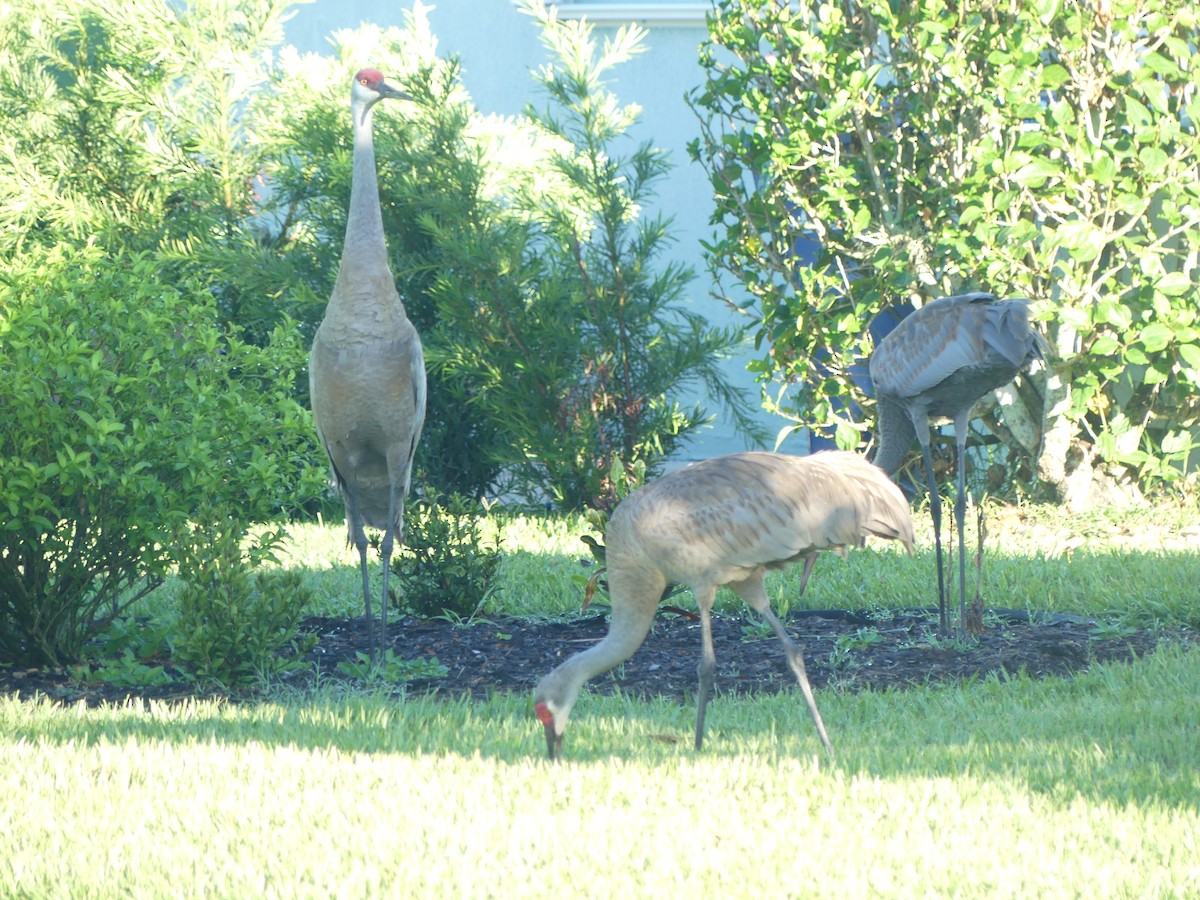 Sandhill Crane - ML620790519