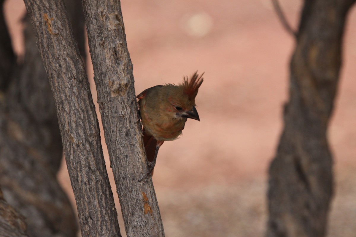 Cardinal rouge - ML620790522