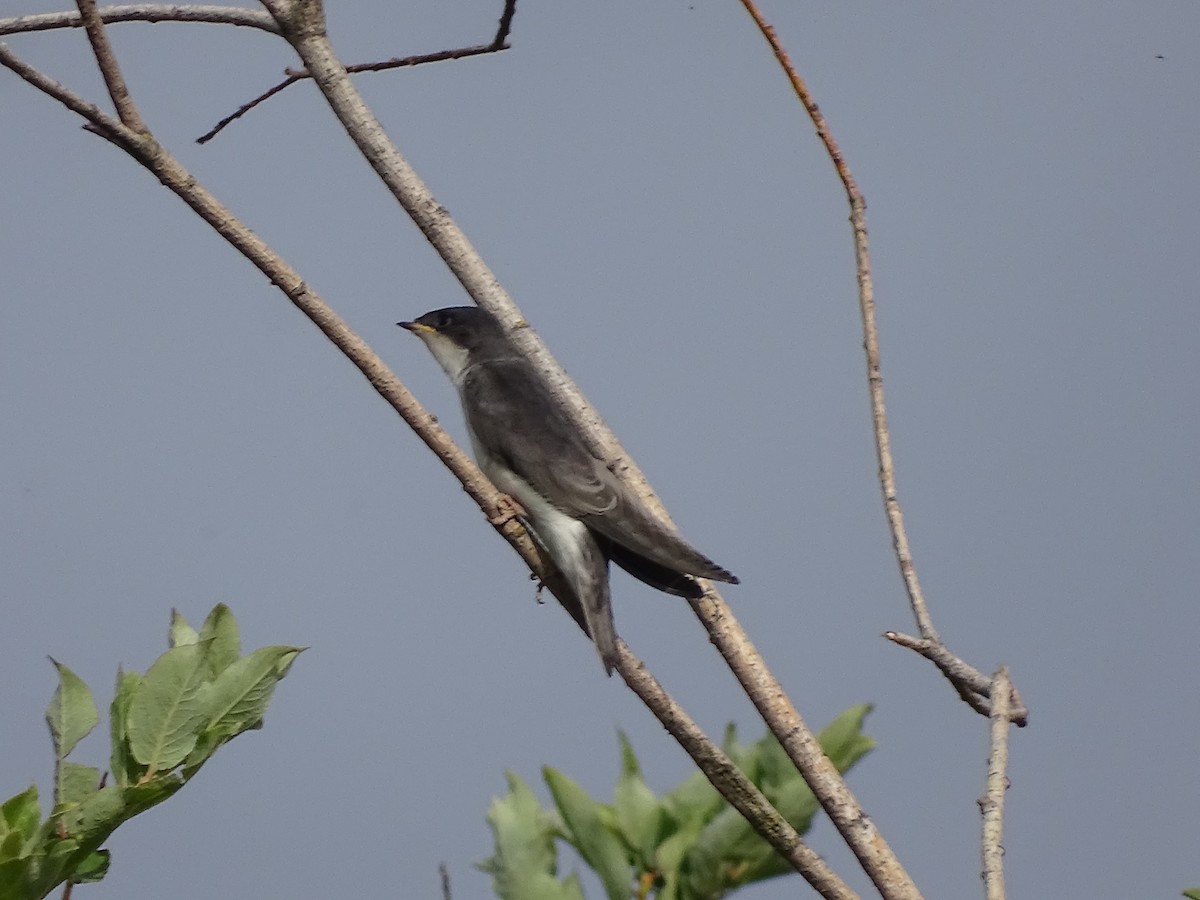 Golondrina Bicolor - ML620790524