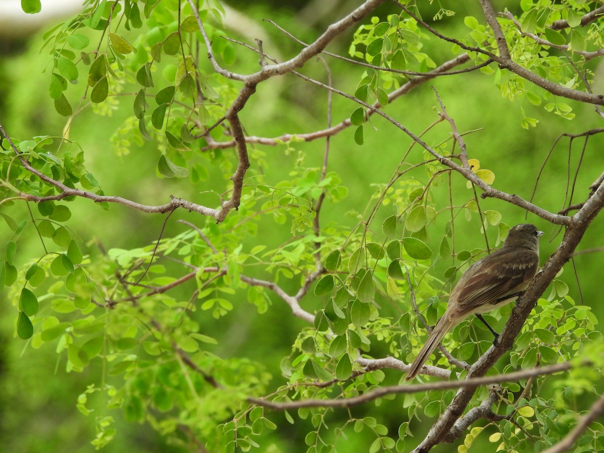 La Sagra's Flycatcher - ML620790525