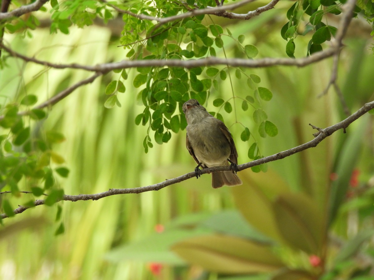 Caribbean Elaenia - ML620790526