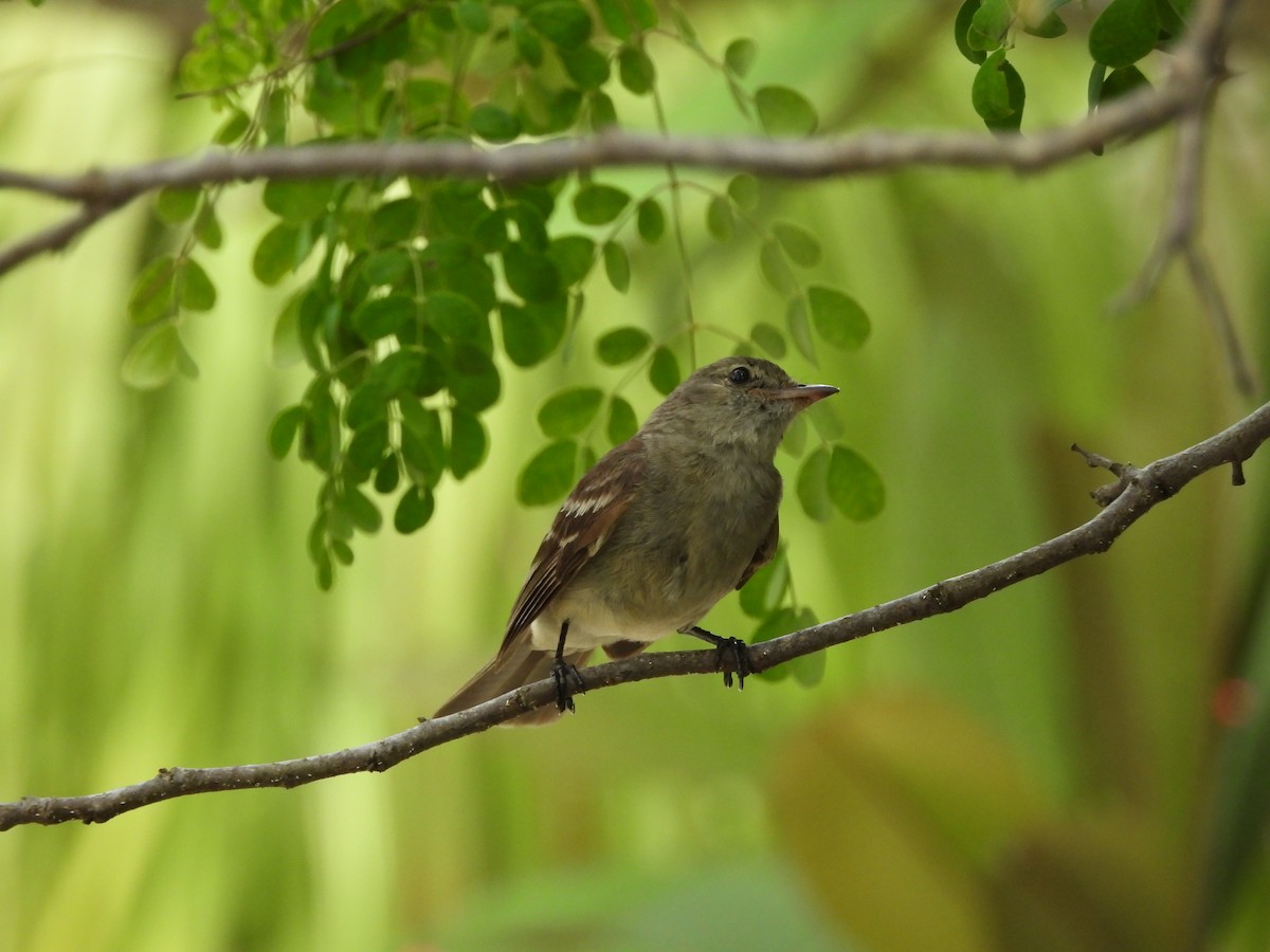 La Sagra's Flycatcher - ML620790527