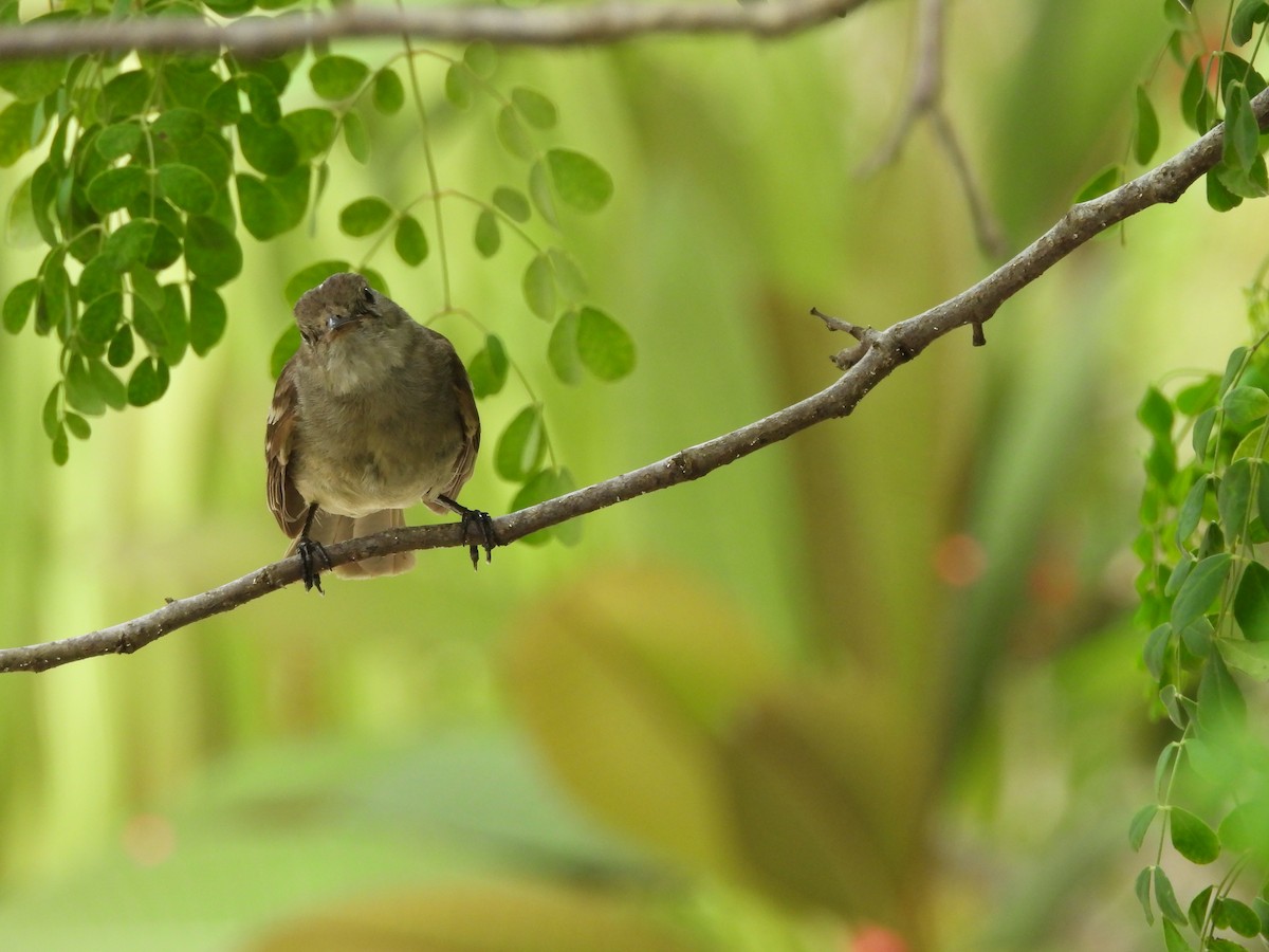 La Sagra's Flycatcher - ML620790528