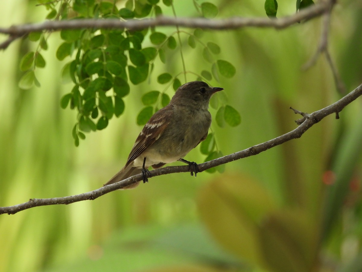 La Sagra's Flycatcher - ML620790529