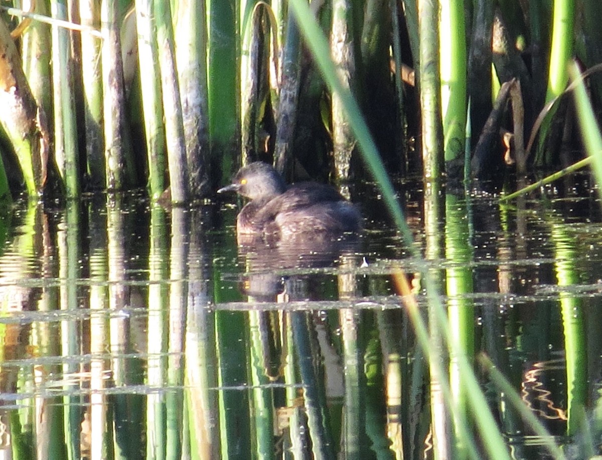 Least Grebe - ML620790532