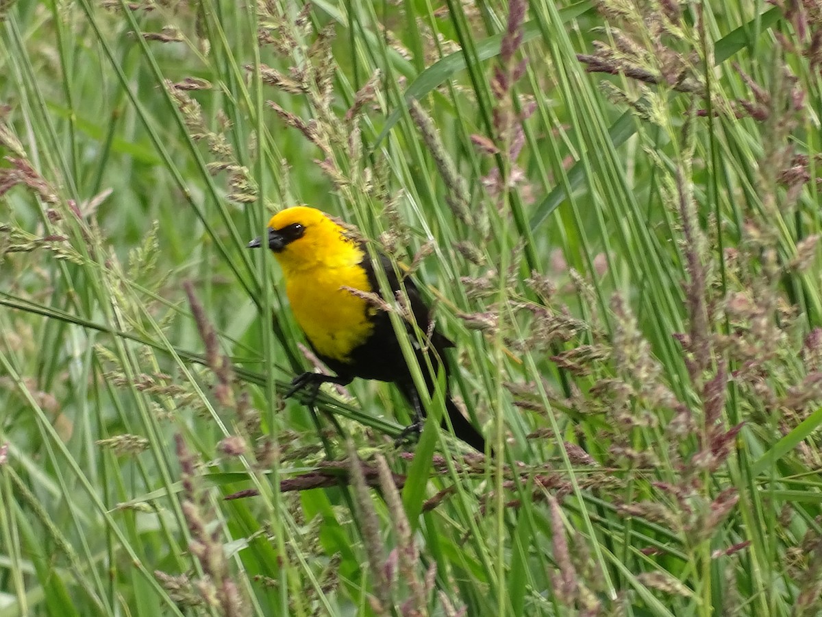 Yellow-headed Blackbird - ML620790535