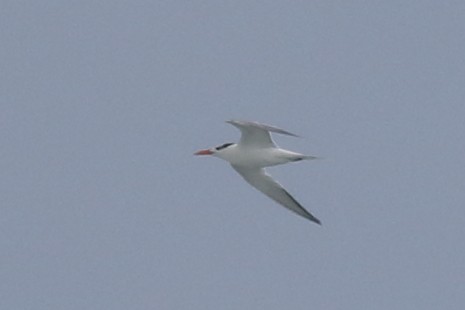 Royal Tern - ML620790536