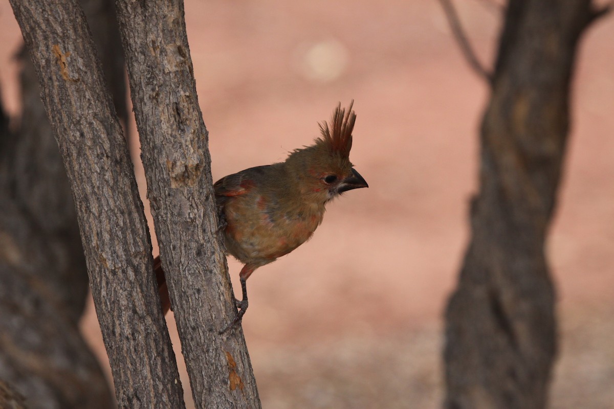 Cardinal rouge - ML620790537