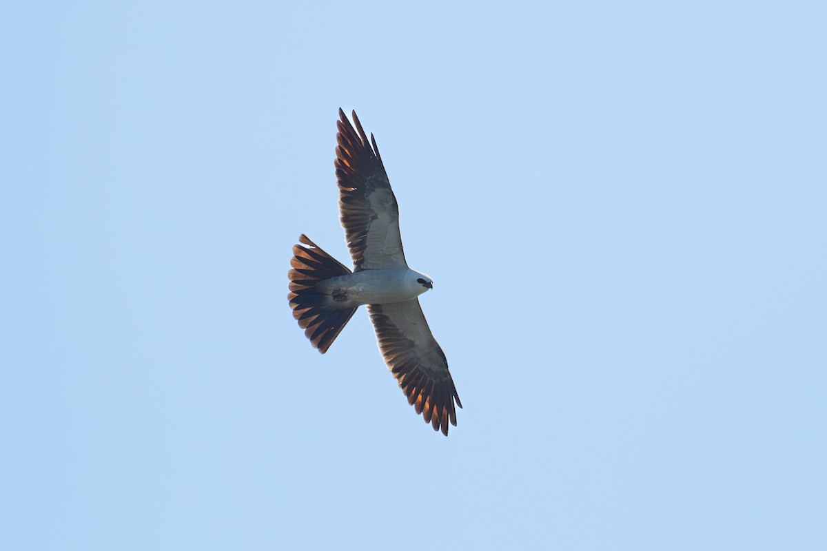 Mississippi Kite - ML620790538