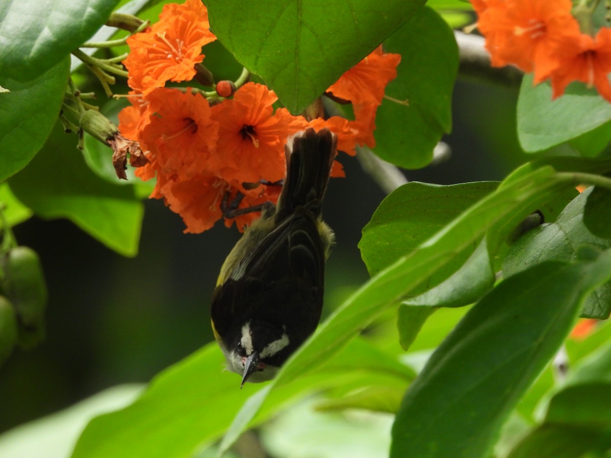 Bananaquit (Greater Antillean) - ML620790539