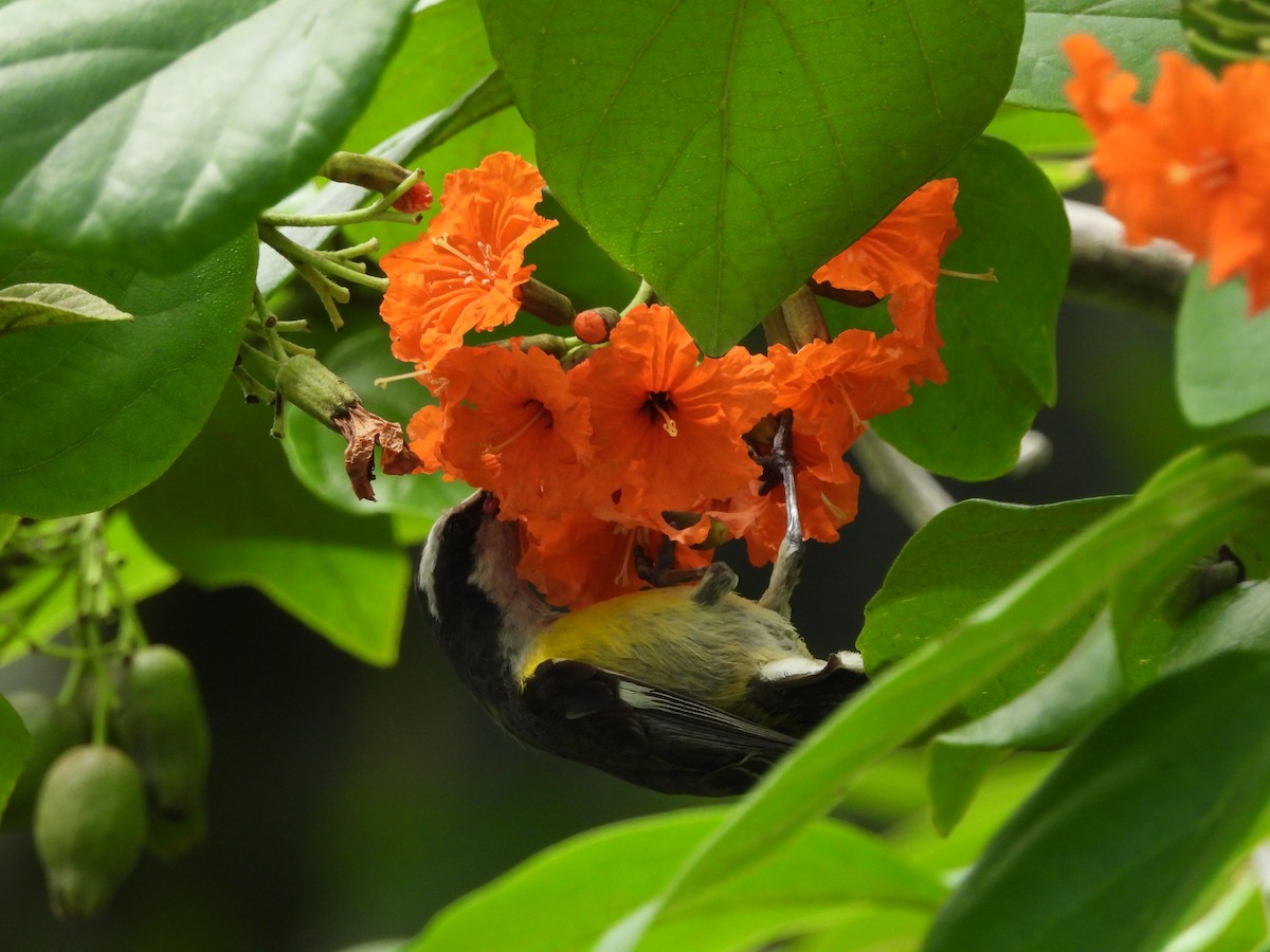 Bananaquit (Greater Antillean) - ML620790540