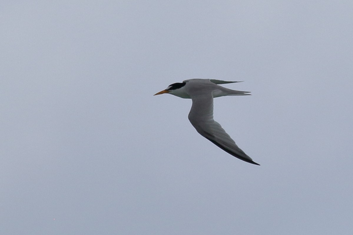 Least Tern - ML620790541